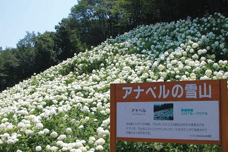 わんダフルネイチャーヴィレッジあじさい園