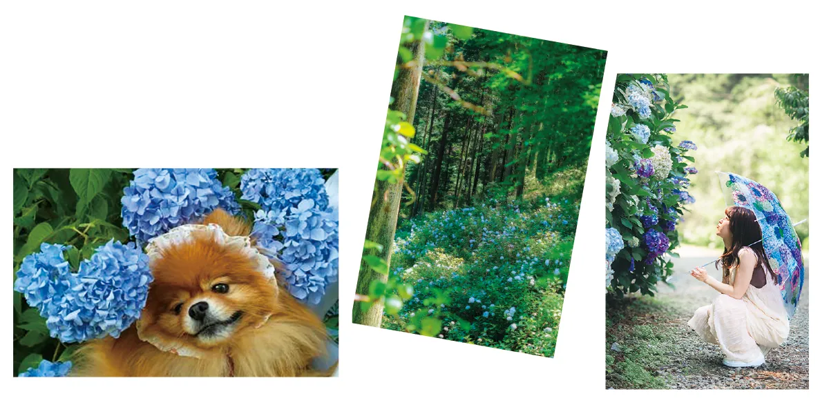 インスタ フォトコンテスト イメージ