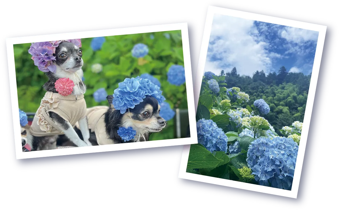 インスタ フォトコンテスト イメージ