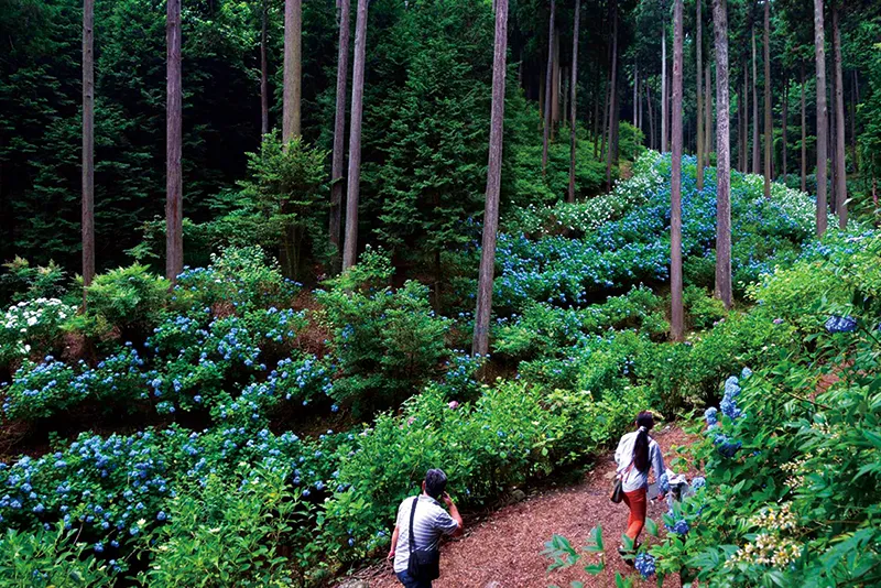 南沢あじさい山