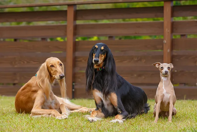 わんダフルネイチャーヴィレッジあじさい山&BBQ イメージ
